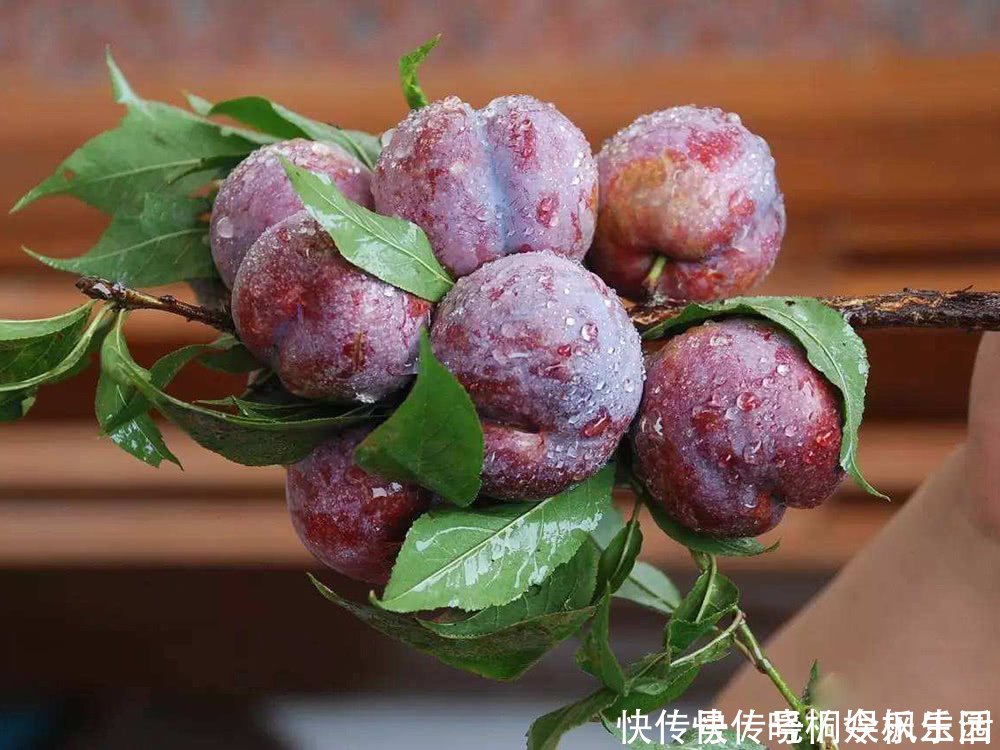 古人|果皮果肉全是红色,古人称它为“肝之果”,6月过错它太可惜