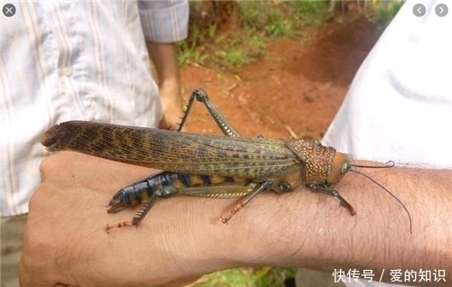 古代|古代闹蝗灾,为啥百姓宁愿挨饿也不吃蝗虫?专家:他们不能也不想