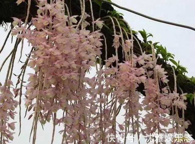 狐尾兰|4种“兰花”好养还爱开花,一开就是“花瀑布”,惊艳!