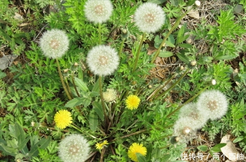  排出|蒲公英和此草泡水喝，简直是“天仙配”，排出毒素，告别妇科病