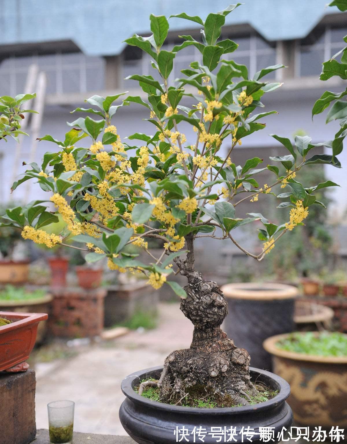 盆栽|4种“杀菌花”,冬天养几盆,清香漂亮,空气清新,家里人少生病