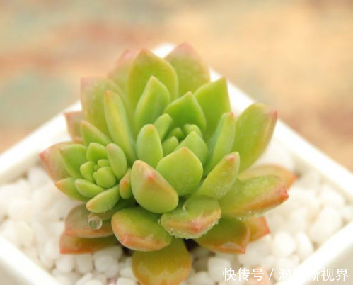 幼苗|多肉马库斯怎么叶插教你3个叶插小步骤,生根迅速长势更旺盛