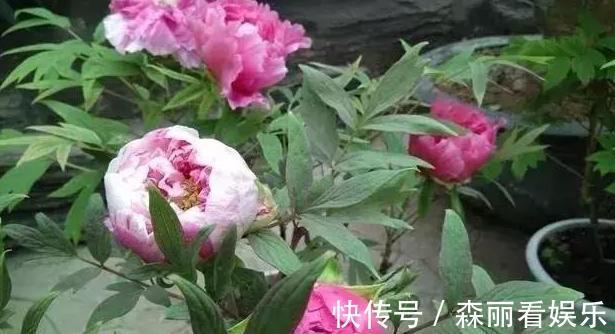 花盆|想要在家栽种牡丹花,请牢记3点,花期一到阳台、庭院成花海