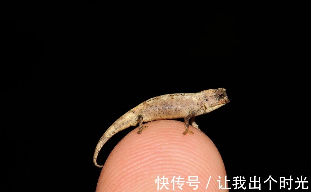 纳米晶体|变色不是为了“伪装”?而是交流和控制体温,动画片都是骗人的