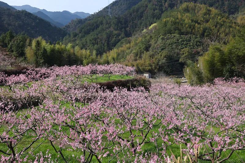 粉的、紫的、红的、黄的……是谁打翻了磐安的调色盘