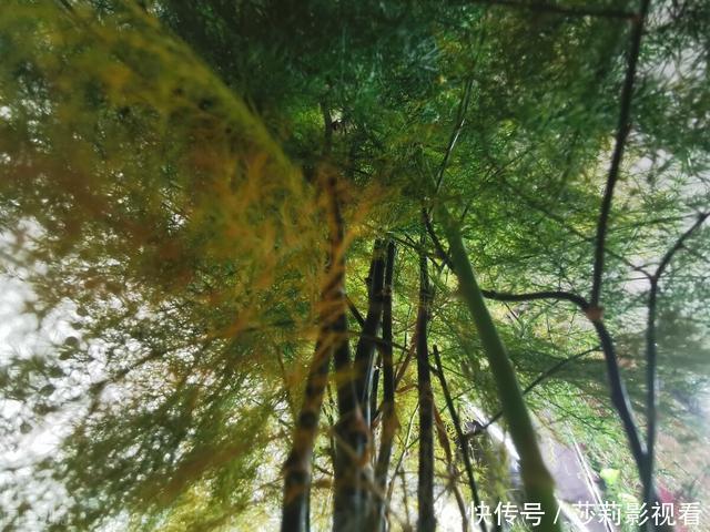 客厅2种花,别养成“巨无霸”,我家的已经处理了