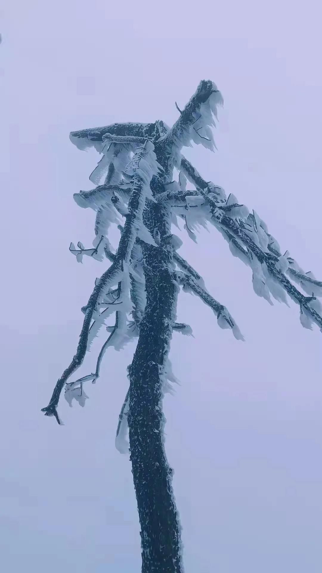 雾凇|绝了！天台冬季美景，宛如冰雪世界！一天看8小时都不够!