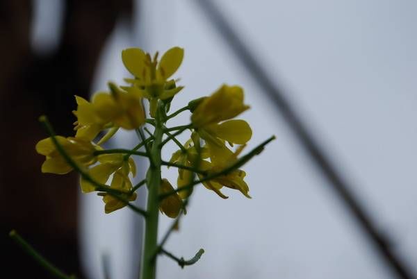 戏锦|雨洪公园赏油菜花,森林公园看樱花戏锦鲤鱼