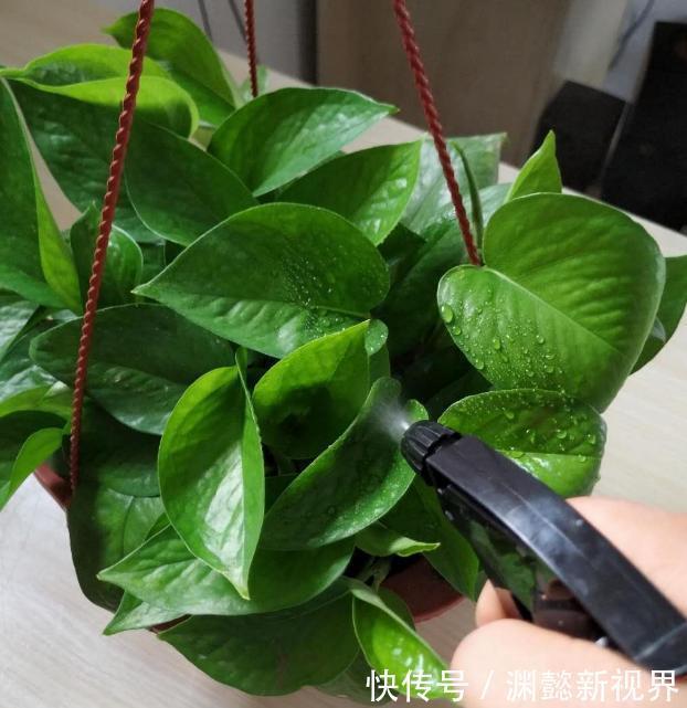 扦插绿萝谨记这4步简单操作，生根速度快、爆盆效果好！