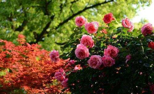 盘点“6种”藤本月季,观赏价值十分高,值得养一盆在家中