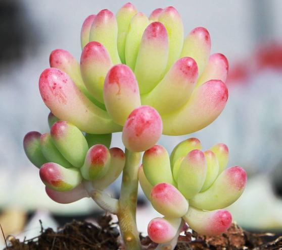 室内养多肉,一个小方法,比“化肥”好用百倍,半年不管也肥嘟嘟