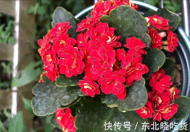 做好这4点,1-12月都可以赏到长寿花