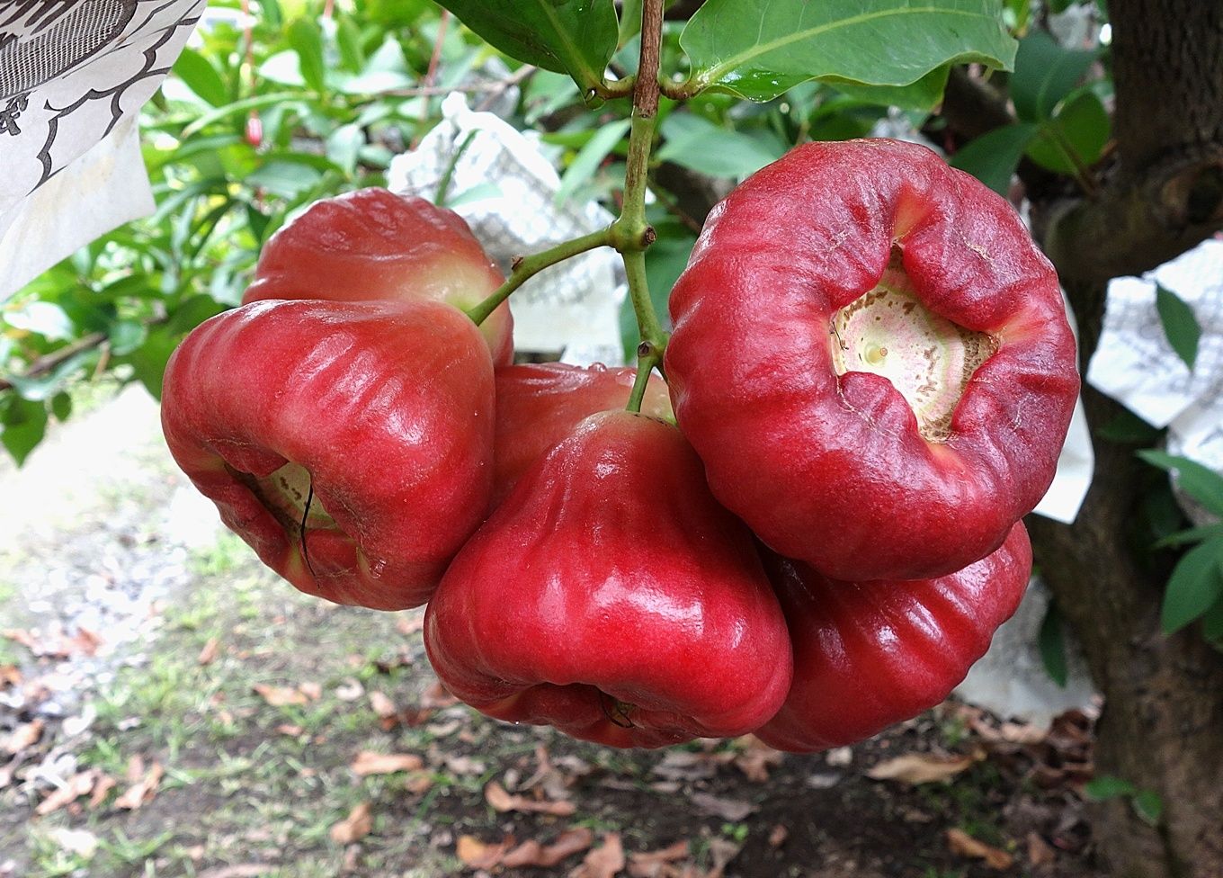  假如你在沙漠里了，上帝送你5种最难吃的水果，5选2，你会如何选
