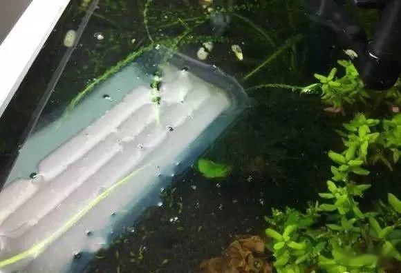 饲养维护 你必须知道的除油膜方法 快资讯 饲养维护 你必须知道的除油膜方法 快资讯