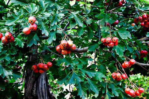 比花卉还要没的水果盆栽,能开花还能结果,果实多好打理