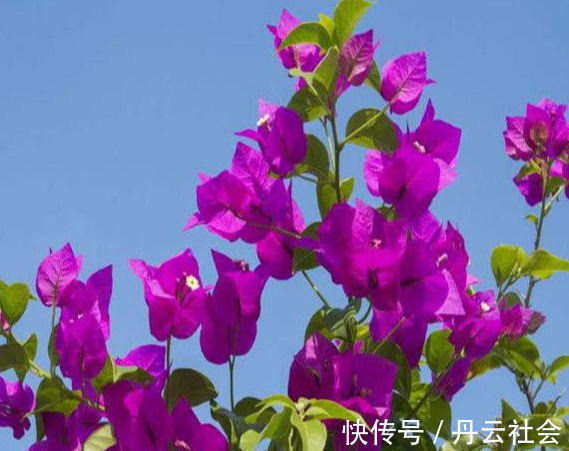 叶子花|三角梅的养护方法全在这里,赶快看看,超级实用