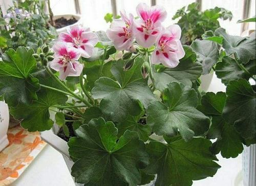 花园|夏天8种花不用买,掐个叶子就能插活,让你的阳台变花园