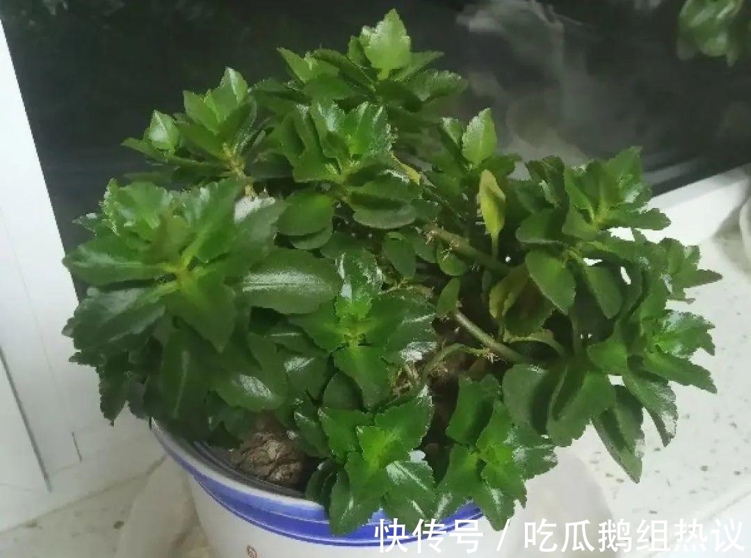 种花|9种花,夏天休眠了,一定少浇水,否则越浇越死