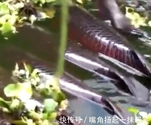 男子|男子钓鱼时发现水中有异物,钓上回来不知是喜是忧!