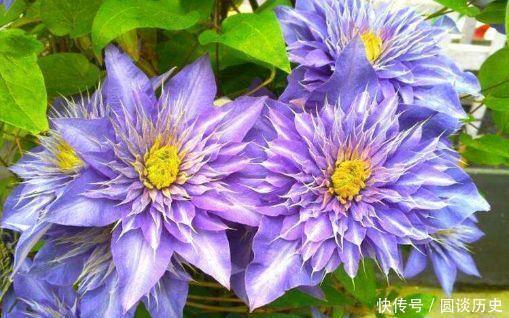 木槿|4种花越看越喜欢，比切花玫瑰还美，开花勤快