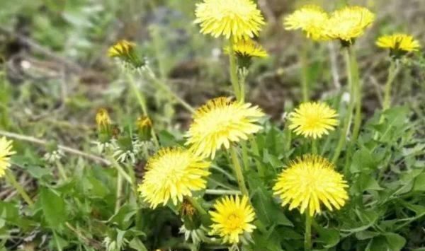 中年|适合女性吃的3种食物，排毒养颜、延缓衰老，身体棒棒哒