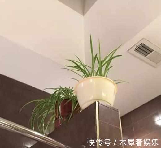 新手|快死的花这样剪,3天保证活,学会就是大神,新手想想就很激动