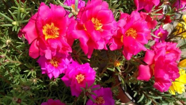 喜欢养花,不如养盆太阳花,颜色艳丽,开花多,耐热耐晒