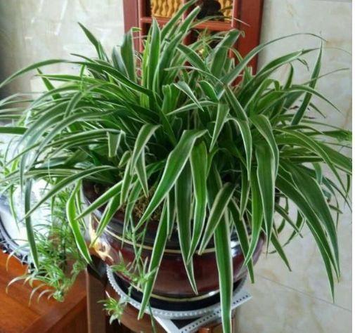 鼠尾|4种花是懒人的最爱,不用费心,就能长的特别好,花开不断