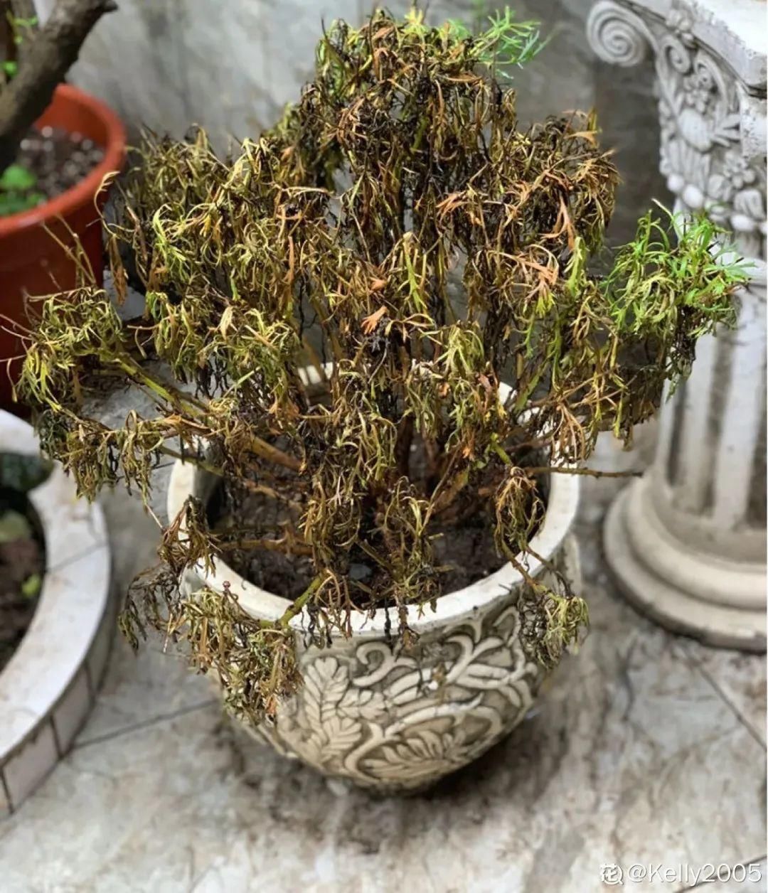 浇水|警惕秋老虎，别让你的花，度过夏天，却死在秋天