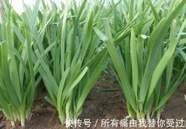 韭菜要想长的壮，掌握这2个小技巧，韭菜一茬更比一茬旺！