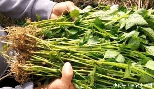 草药|它是民间“草药”，人称“山羊面”，家乡见到，请别拔掉