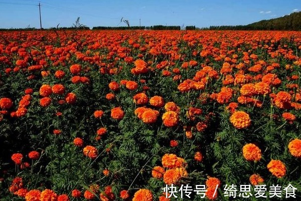 此花是一种敬老之花,寓意吉祥,祝愿长辈健康长寿!