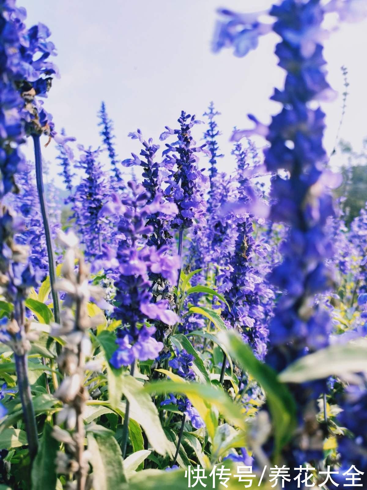 1种“香香草”，香味四溢能安神，耐寒耐旱皮实好养