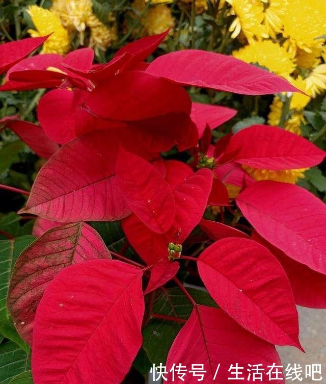 家里养花别乱养,这“5种花”有毒,老人孩子要注意!