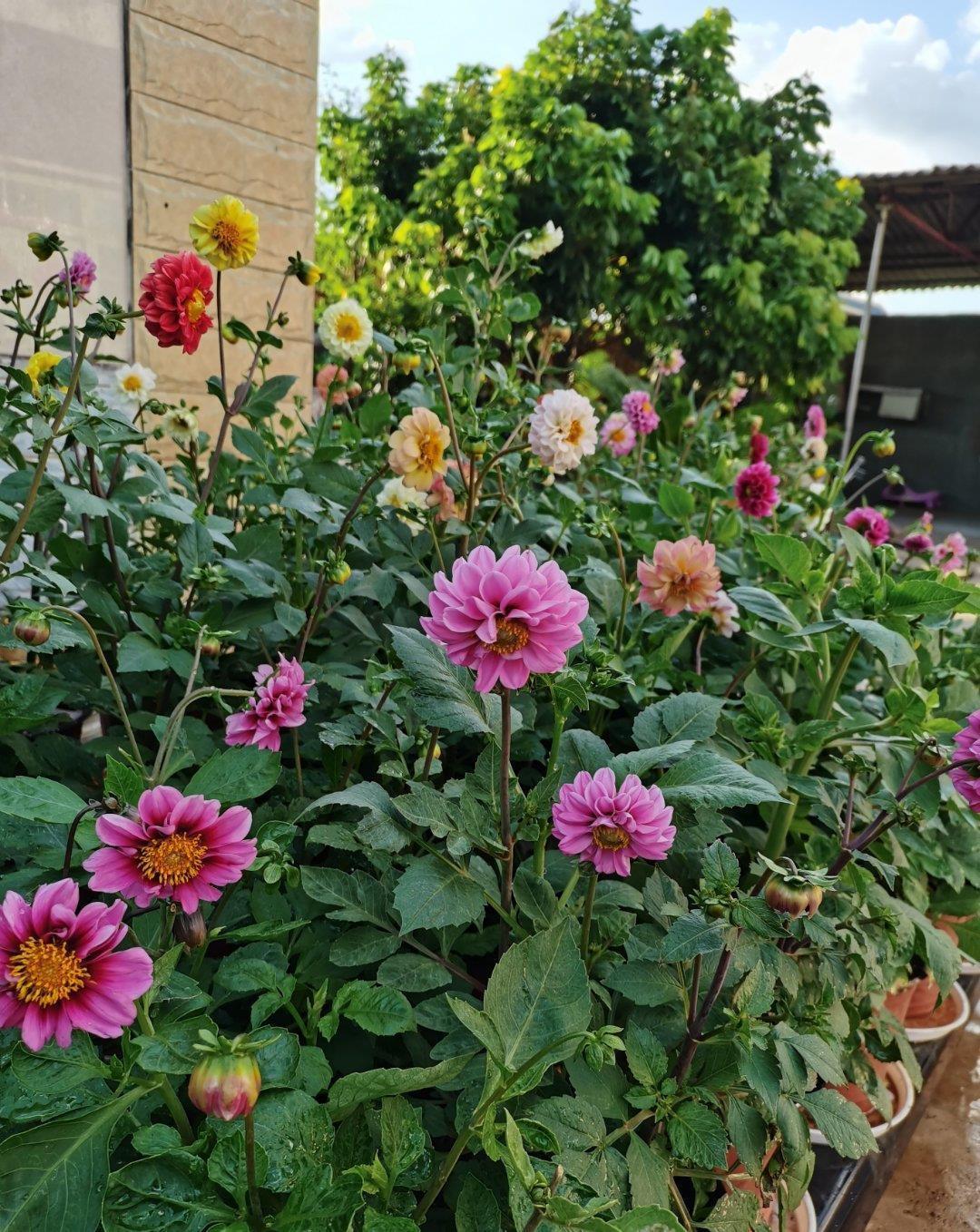 动作|六月养大丽花,勤做“三动作”,枝干粗壮不倒伏,一次绽放上百朵