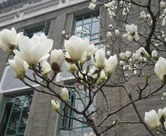 家门口空荡荡的,种棵吉祥树,满树开花颜值高,还能镇宅寓意好