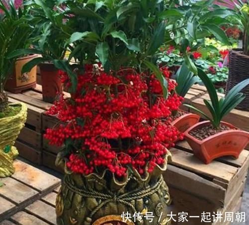 家里阳台必养此款花卉，旺宅、招财富贵来，聪明人都在养