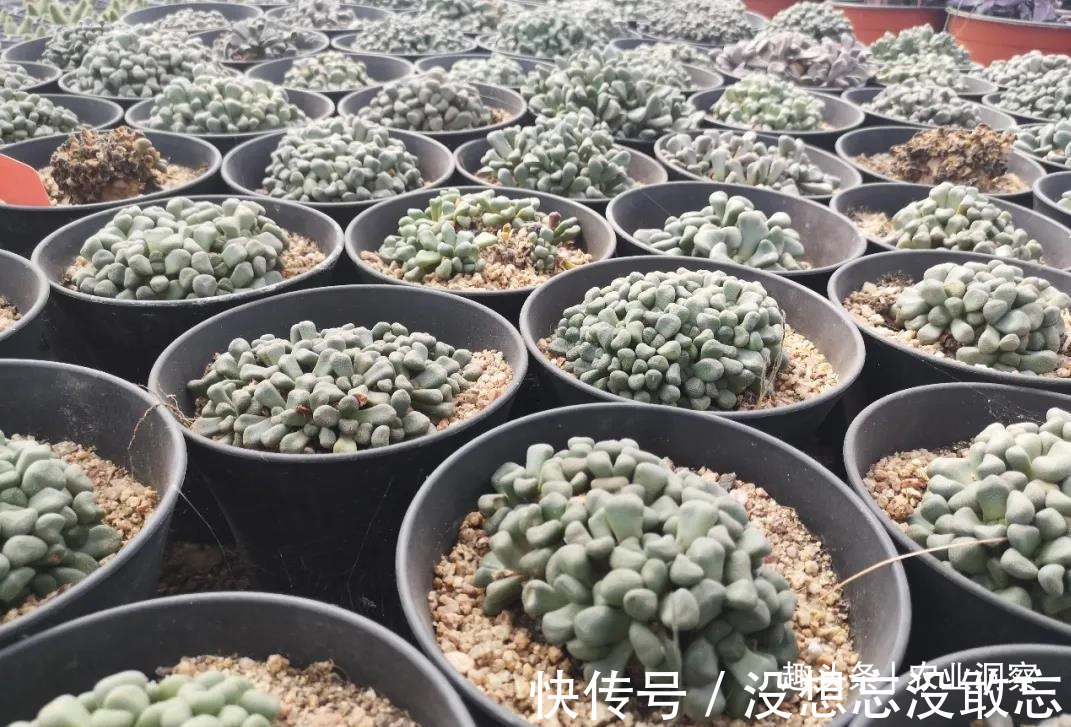 多肉植物|农村80后姑娘舍弃万元月薪,回老家大棚种这东西,没想到还很赚钱