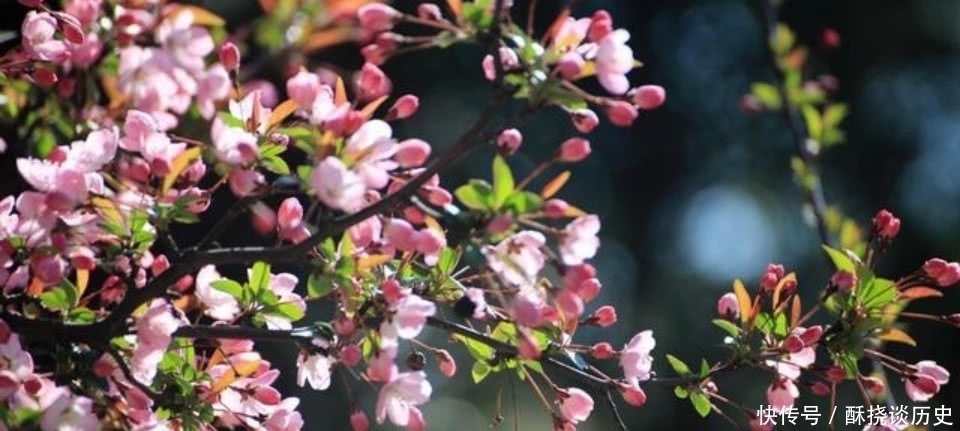 海棠花$杨万里这首诗被严重低估了,第一句就令人惊艳,通篇美得如诗如画