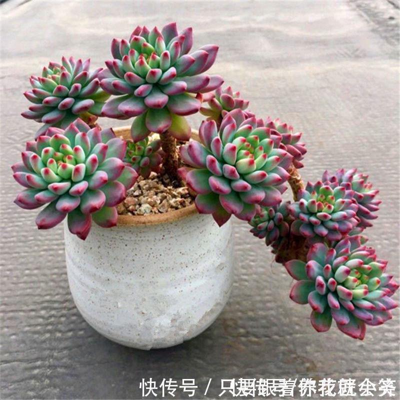 夏季|一棵多肉变老桩的整个过程,只需1年,就能养成