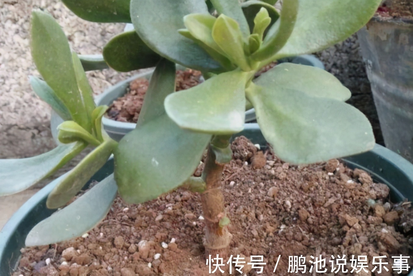 花肥|野外随便捡回家的松针,需要经过哪些“加工”才能养花补肥?