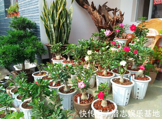 家里养花，避开8种“小毒花”，家里有老人孩子，孕妇的，别靠近