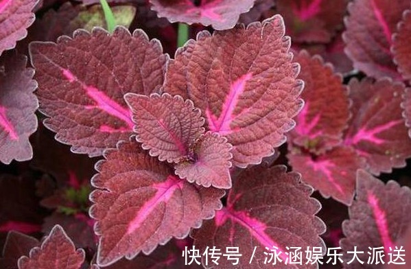 红晕|养花就养妖艳的，花瓣红晕湿透，心有猛虎嗅蔷薇，养在家中极美！