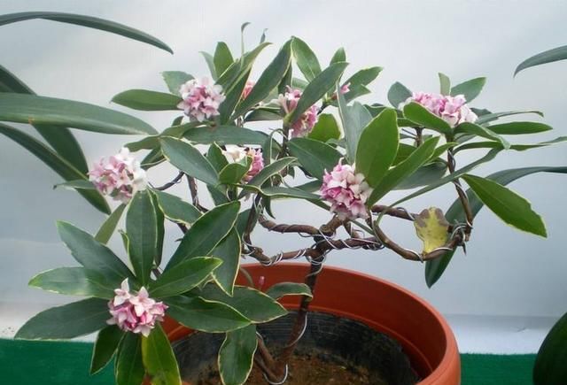 这“4种”花全身带香味，家里摆一盆，味道清新更舒心！