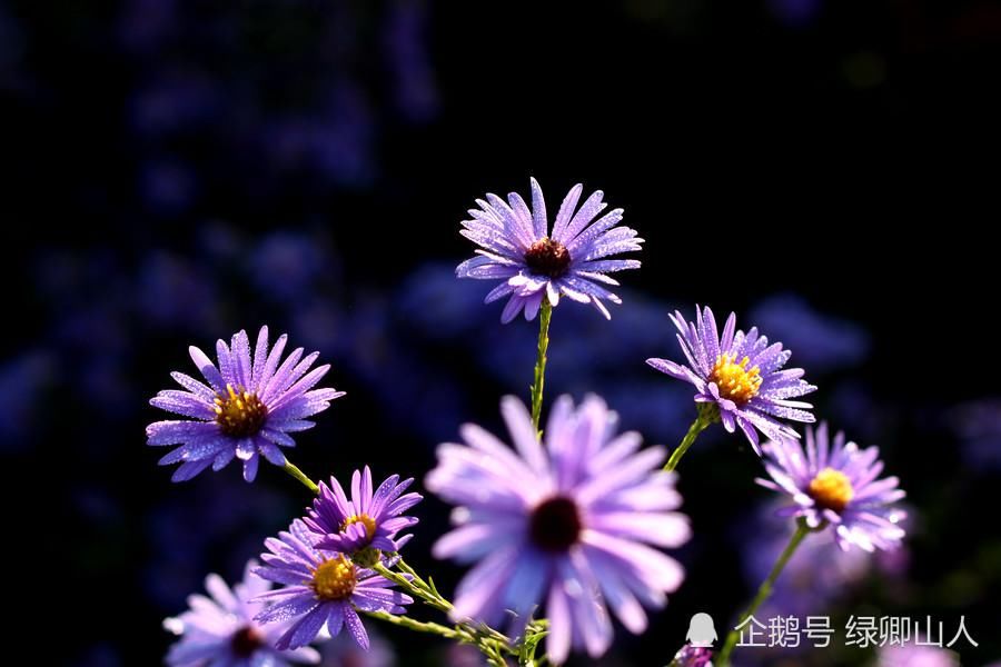 紫菊|紫菊宜新寿，丹萸辟旧邪——菊花