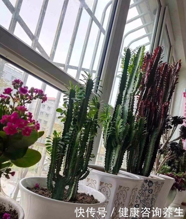植物|想让家里病菌少，就养这五种植物，漂亮又好养，家里至少要有一种！
