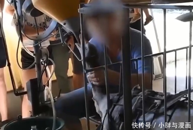 美食|世界顶级美食“鹅肝”,看完它的喂养过程后,你还想吃吗?