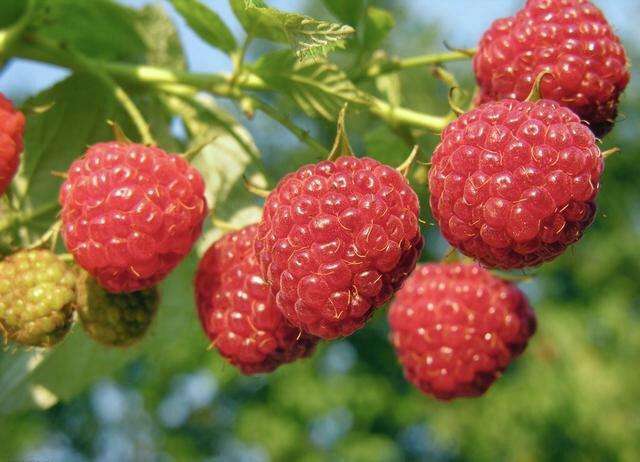 睡眠质量|过40岁女性，多吃这几种食物，淡化色斑，净化血液，早吃早受益！