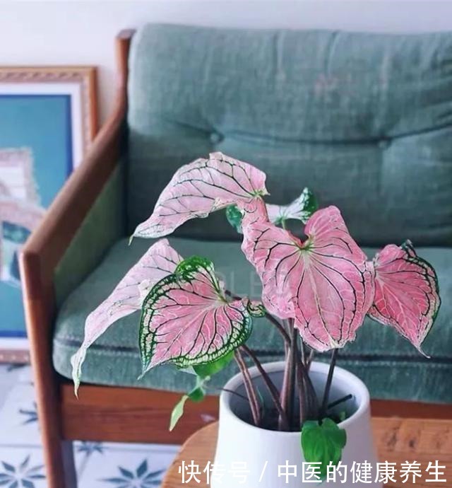 别养绿萝了,这20种耐阴植物,养在家里更合适!