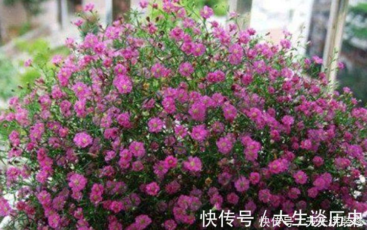 栀子花花|4种花超漂亮，旺财又养人，吉祥富贵，红红火火好运来！